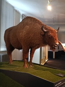 muzeum_15a.jpg
